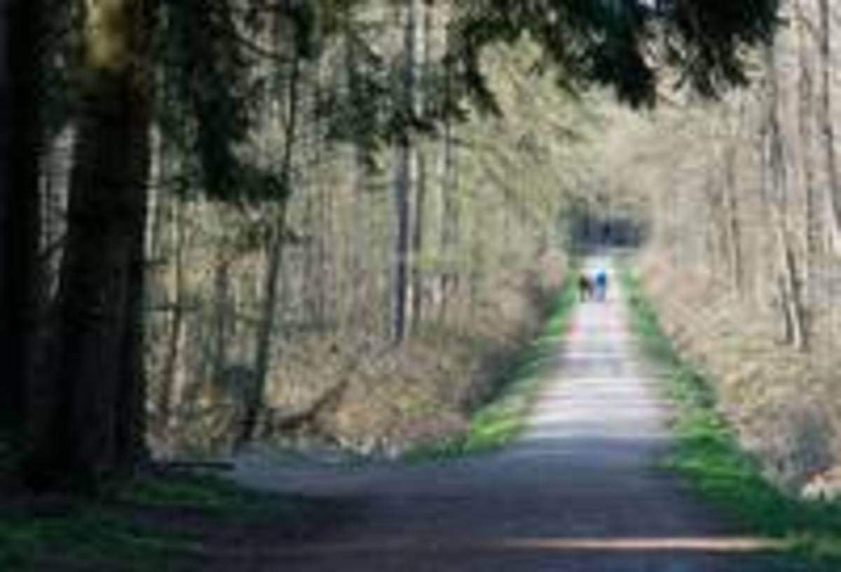 Spaziergänge im Siegburger Wald nahe unserer FeWo
